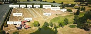 Dedham Vale Vineyard